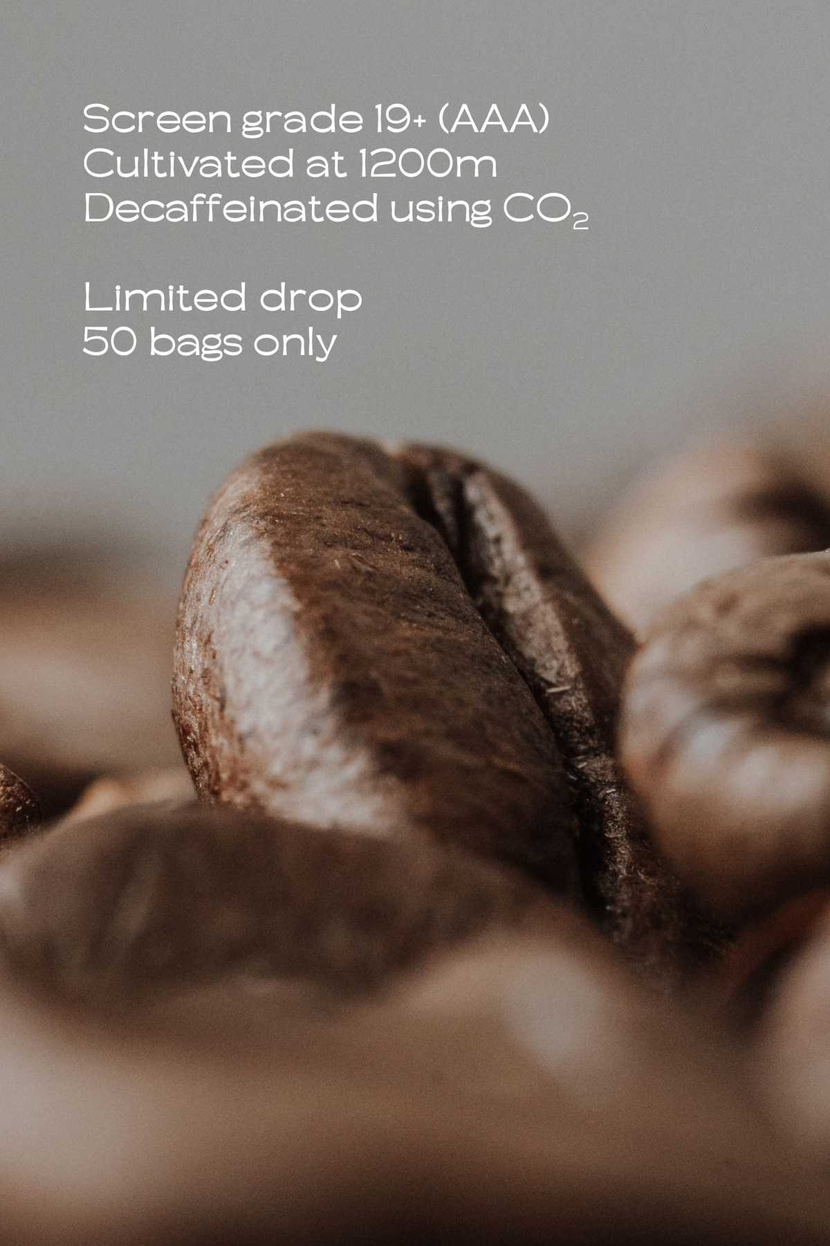 D’CAF Origin Mysore Nuggets